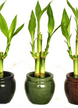 KL-Design-Import-3-Colors-Bamboo-Style-Mini-Ceramic-Vases-and-total-9-Stalks-of-Lucky-Bamboo-0