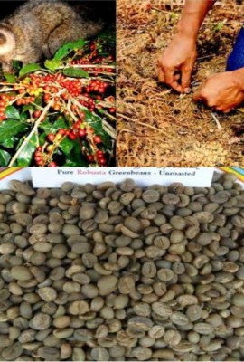 Kopi-Luwak-Coffee-Authentic-Wild-Civet-Coffee-Beans-Unroasted-Robusta-426-Grams-15-Ounces-0